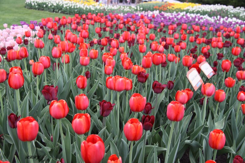 Rows of Red Tulips — Serene, Spring, Photograph, Green Leaves