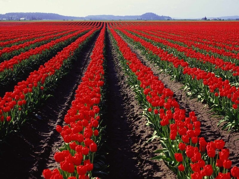 Rows of Red Tulips — Serene, Spring, Photograph