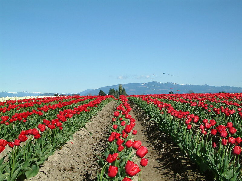 Rows of Red Tulips — Serene, Spring, Photograph, White Flowers