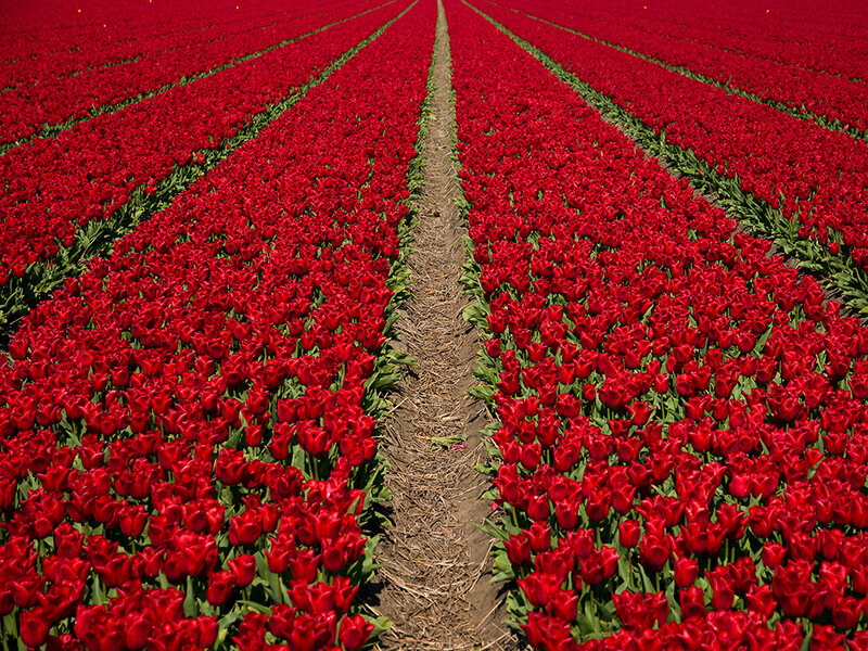 Rows of Red Tulips — Serene, Spring