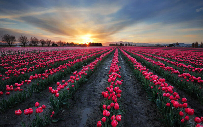 Rows of Red Tulips — Serene, Sunrise