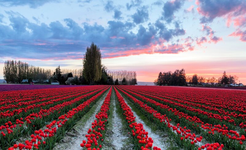 Rows of Red Tulips — Serene, Sunset, Photograph