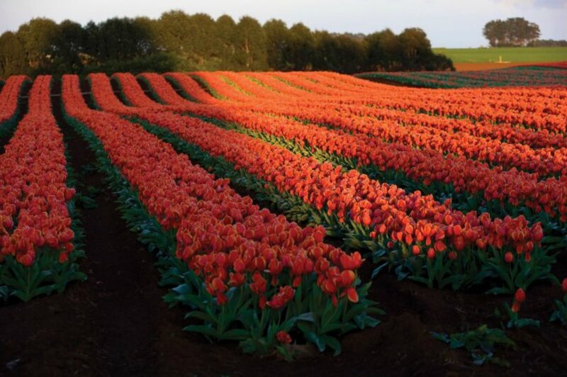 Rows of Red Tulips — Serene, Sunset