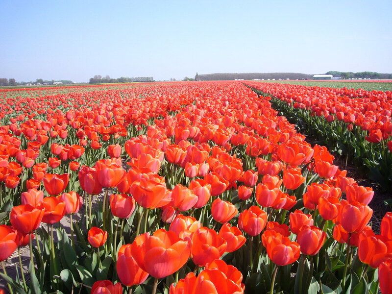Rows of Red Tulips — Serene