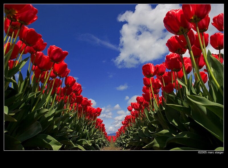 Rows of Red Tulips
