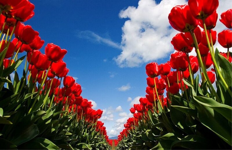 Rows of red tulips under blue sky