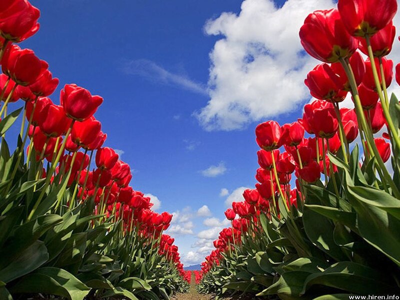 Rows of red tulips under blue sky