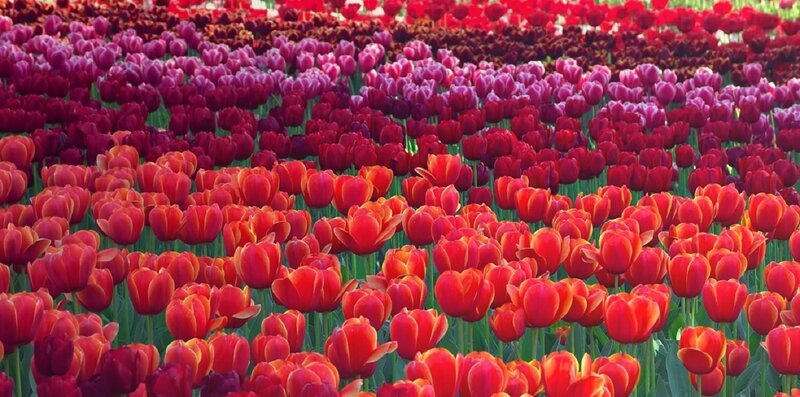 Rows of Red Tulips — Vibrant
