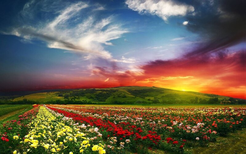 Rows of Roses in Field — Red, Dramatic
