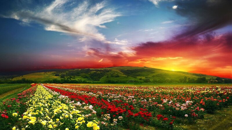Rows of Roses in Field — Red