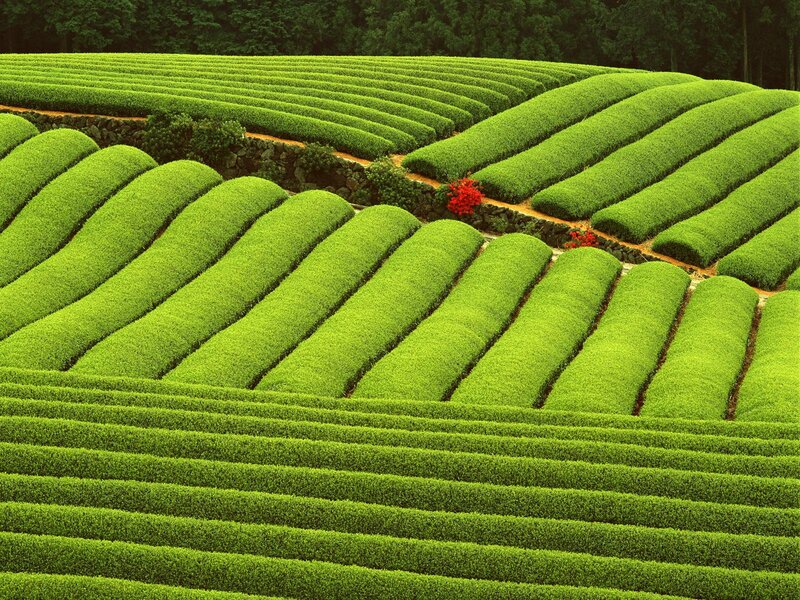 Rows of Tea Bushes