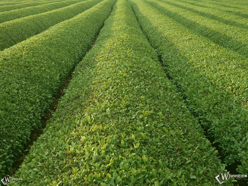 Rows of tea plants in a field