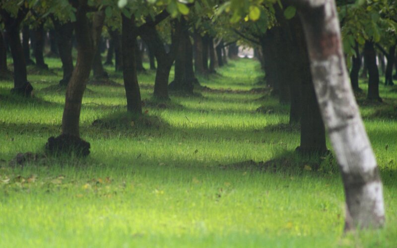 Rows of Trees in a Park