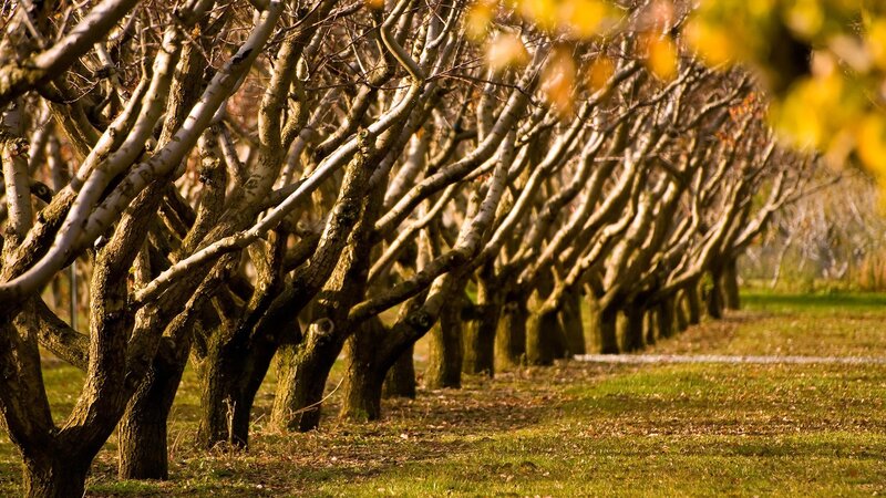 Rows of trees in autumn