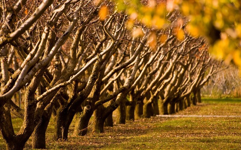 Rows of trees in autumn