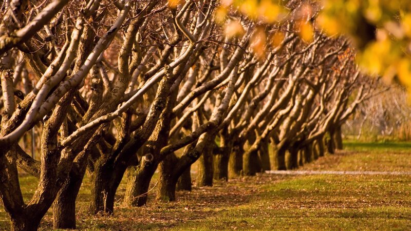 Rows of trees in autumn