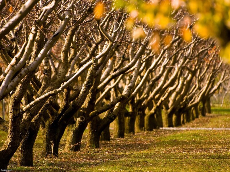 Rows of trees in autumn