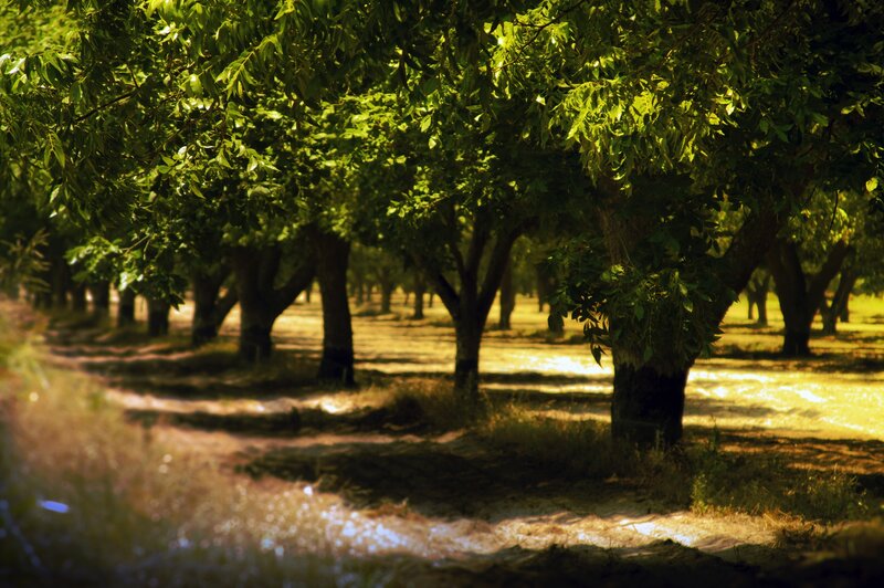 Rows of Trees in Orchard