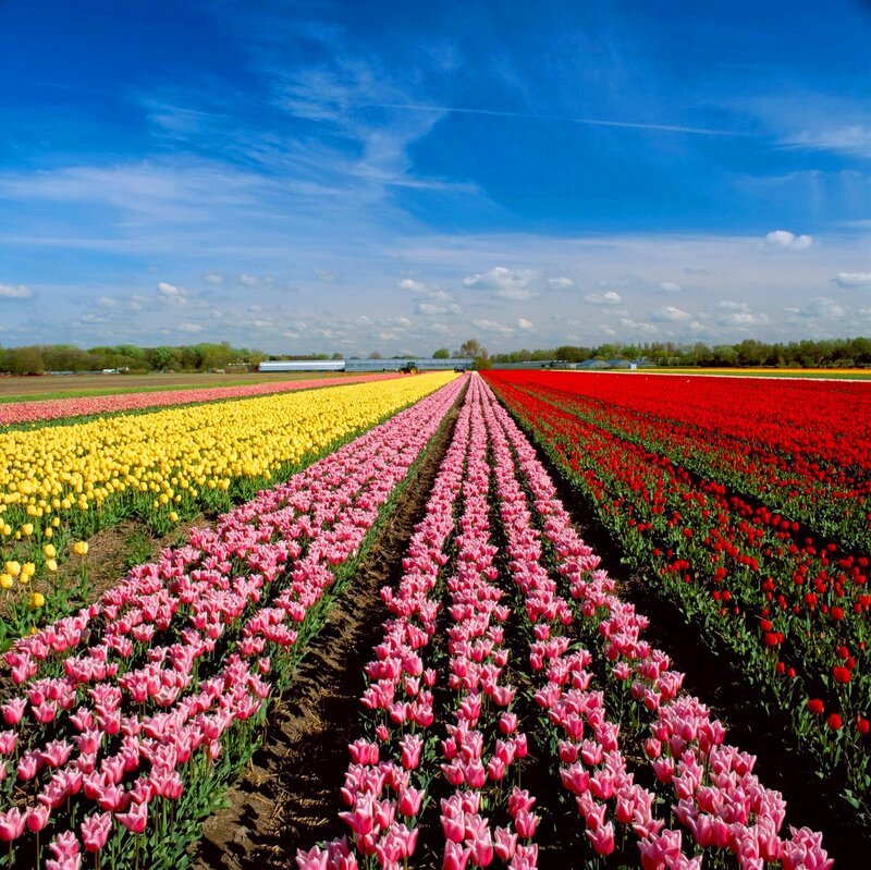 Rows of Tulip Flowers — Blue