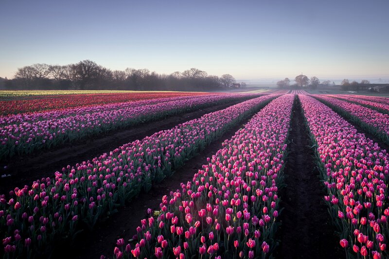 Rows of Tulip Flowers — Pink, Serene, Morning