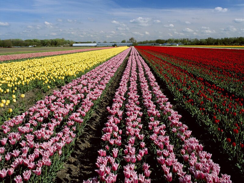 Rows of Tulip Flowers — Pink, Serene, Spring