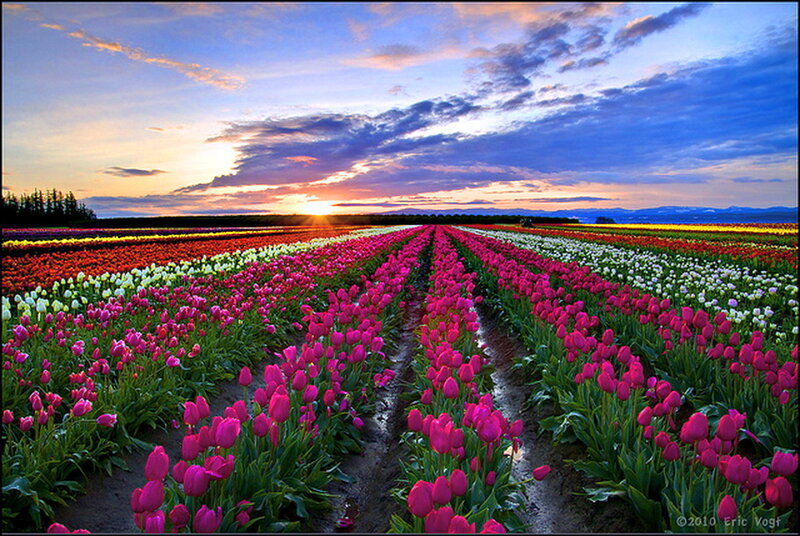 Rows of Tulip Flowers — Pink, Serene