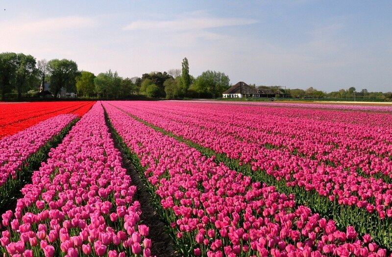 Rows of Tulip Flowers — Pink