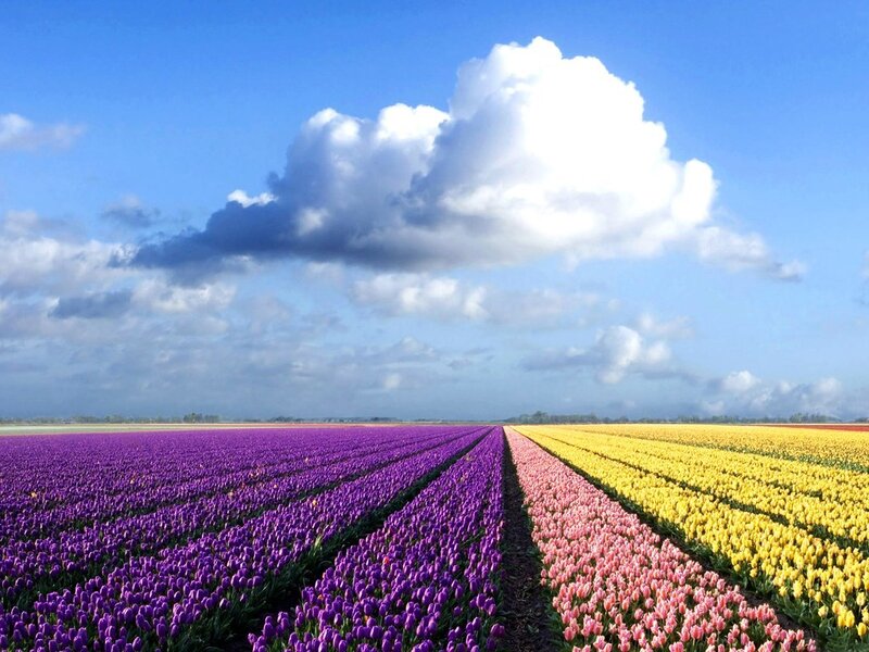 Rows of Tulip Flowers — Purple, Serene, Afternoon, Photograph