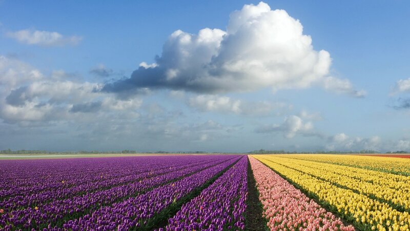 Rows of Tulip Flowers — Purple, Serene