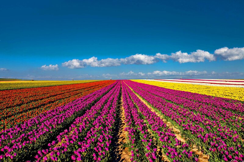 Rows of Tulip Flowers — Purple