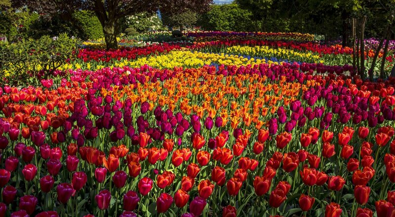 Rows of Tulip Flowers — Red, Colorful