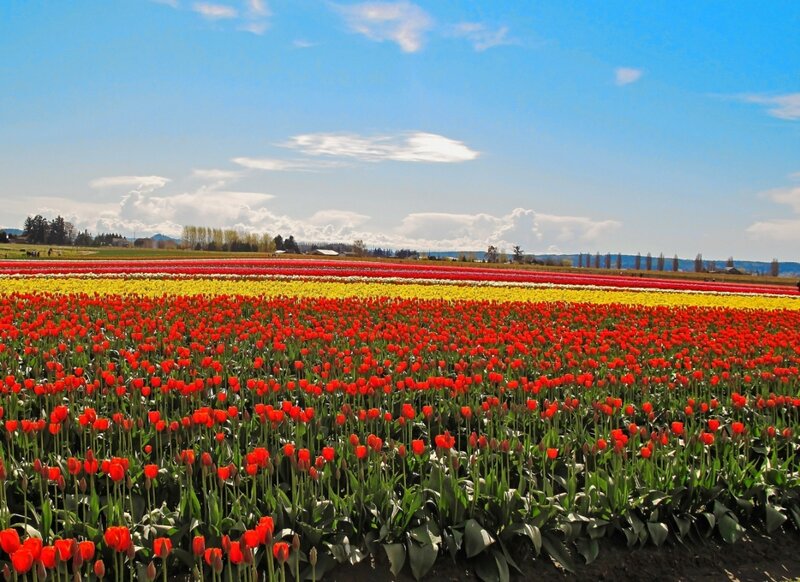 Rows of Tulip Flowers — Red, Serene, Spring
