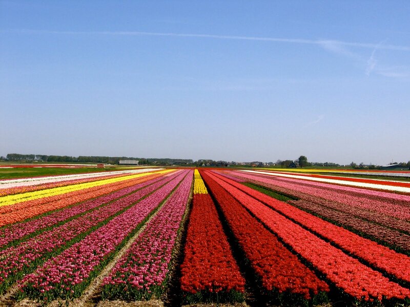 Rows of Tulip Flowers — Red, Serene