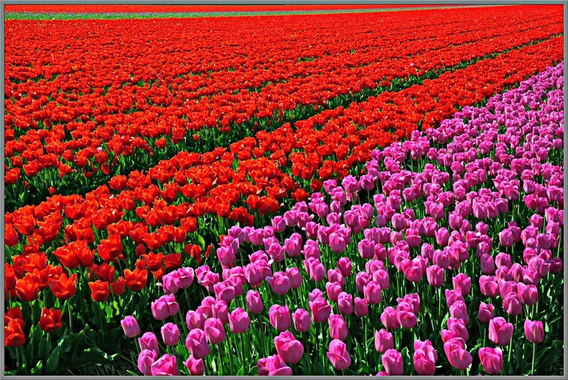 Rows of Tulip Flowers — Red
