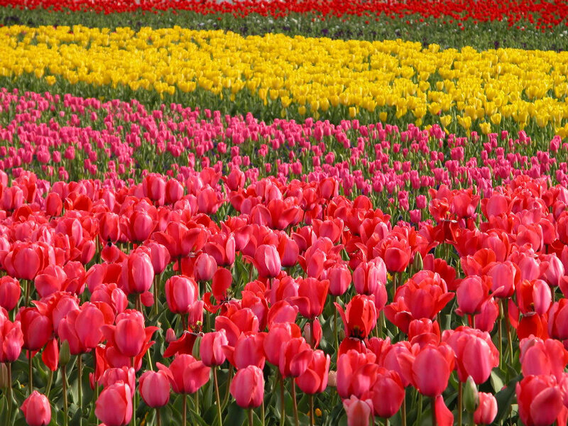 Rows of Tulip Flowers — Red, Vibrant