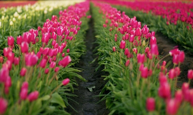 Rows of Tulip Flowers