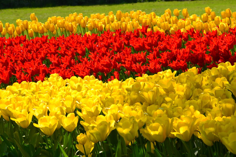 Rows of Tulip Flowers — Yellow, Bright