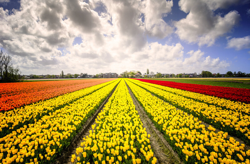 Rows of Tulip Flowers — Yellow, Dramatic