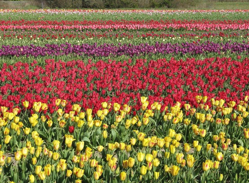 Rows of Tulip Flowers — Yellow, Serene, Spring