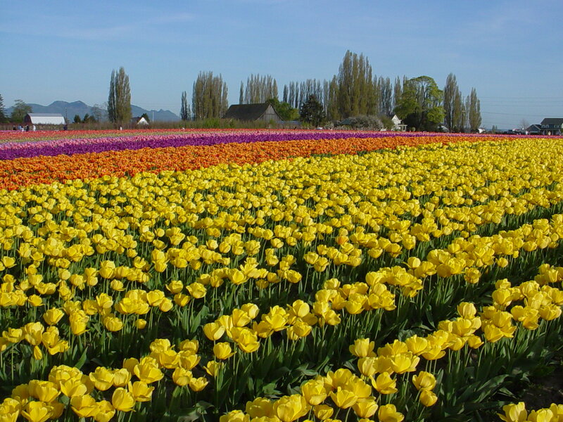 Rows of Tulip Flowers — Yellow, Serene