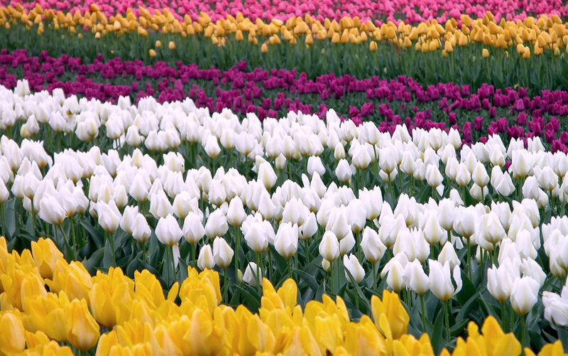 Rows of Tulip Flowers — Yellow