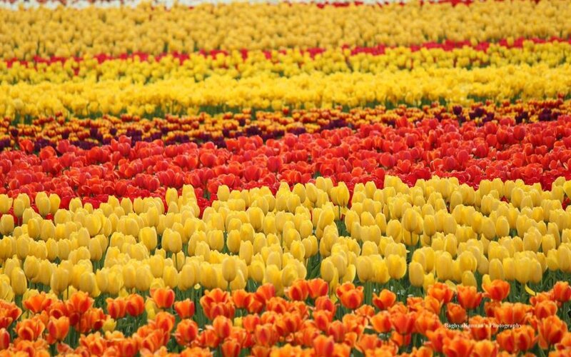 Rows of Tulip Flowers — Yellow, Vibrant