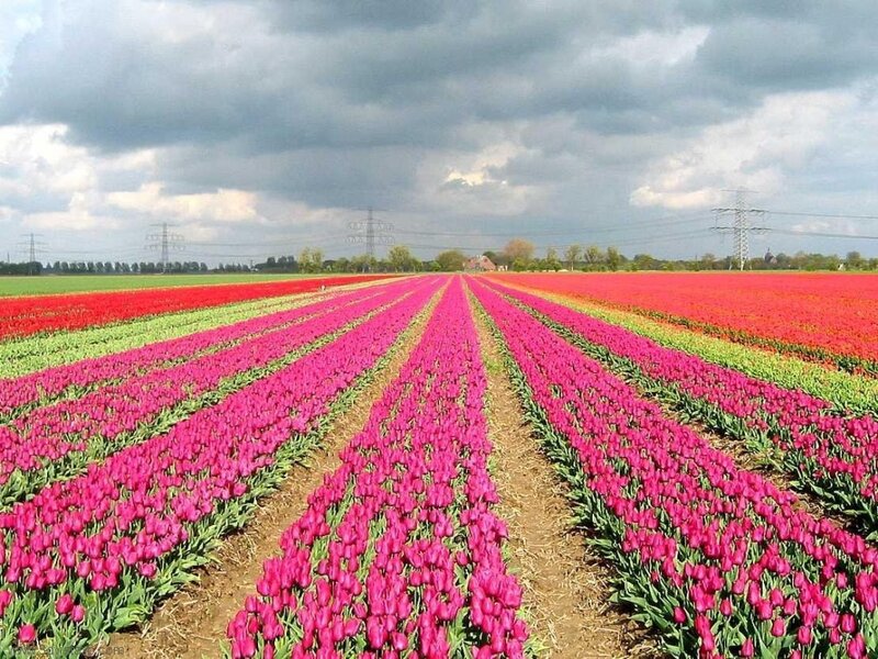Rows of tulips in a field