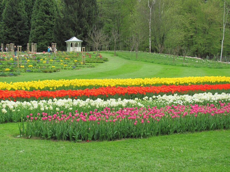 Rows of Tulips in Garden — Green