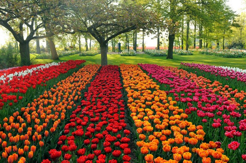 Rows of Tulips in Garden — Red, Serene