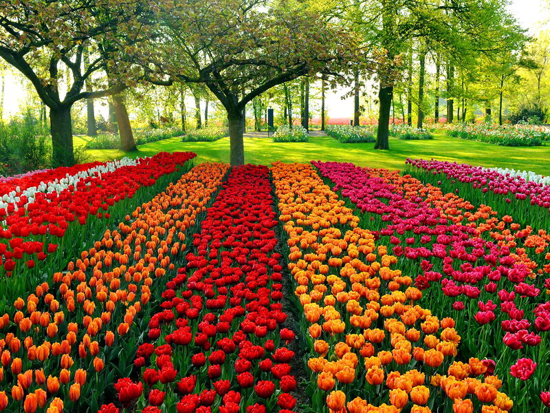 Rows of Tulips in Garden — Red