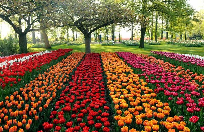 Rows of Tulips in Garden
