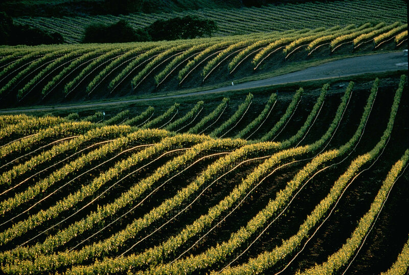 Rows of Vineyards on a Hillside