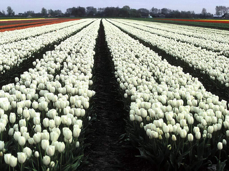 Rows of white tulips in a field