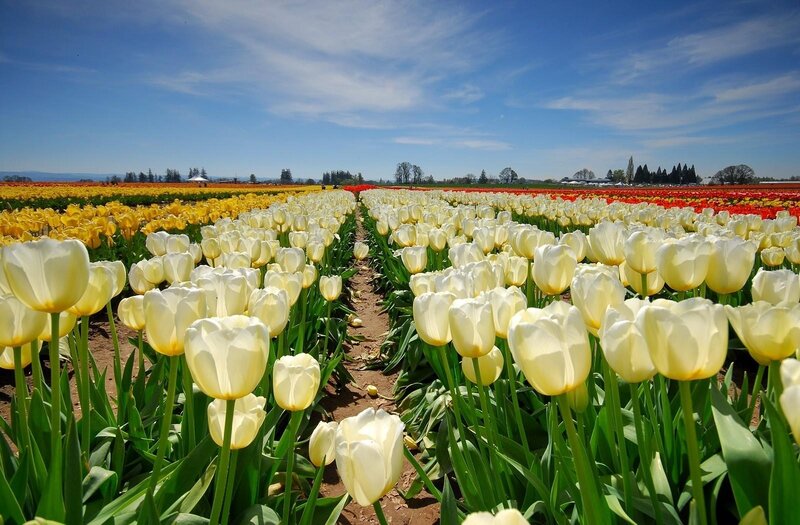 Rows of White Tulips